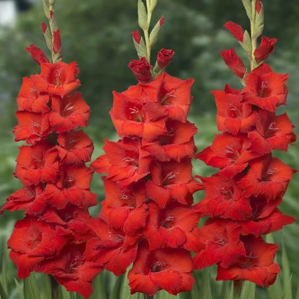 GLADIOUS BULBS SET Of 5 DIFFERENT COLOR EACH - White,  Pink, Red, Bio and Yellow 