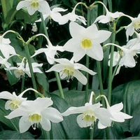 Eucharis Bulb