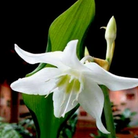 Eucharis Bulb