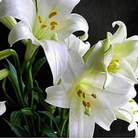 Eucharis Bulb