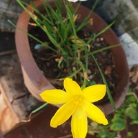 RAIN LILY (Bulb Each) Colours- Pink, White and Yellow