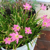 RAIN LILY (Bulb Each) Colours- Pink, White and Yellow
