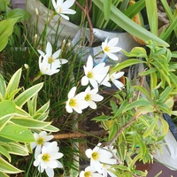 RAIN LILY (Bulb Each) Colours- Pink, White and Yellow