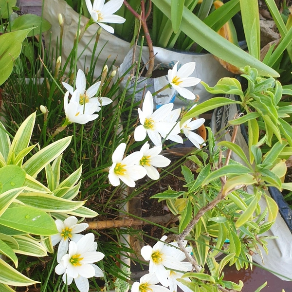 RAIN LILY (Bulb Each) Colours- Pink, White and Yellow