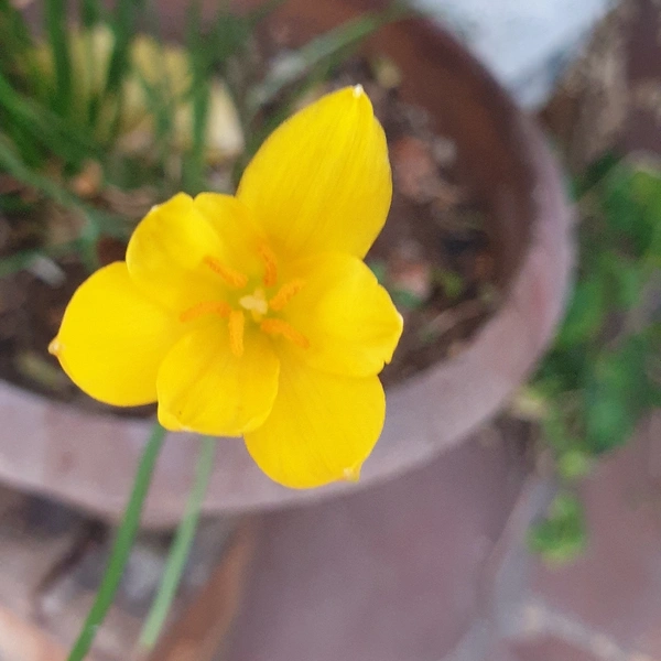 RAIN LILY (Bulb Each) Colours- Pink, White and Yellow