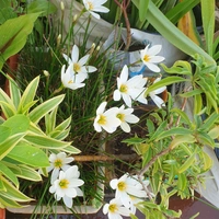 RAIN LILY (Bulb Each) Colours- Pink, White and Yellow