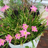 RAIN LILY (Bulb Each) Colours- Pink, White and Yellow