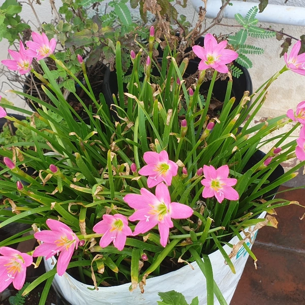 RAIN LILY (Bulb Each) Colours- Pink, White and Yellow