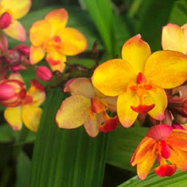Ground Orchids - assorted, matured plant