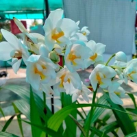 Ground Orchids - assorted, matured plant