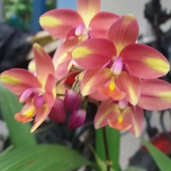 Ground Orchids - assorted, matured plant