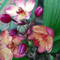 Ground Orchids - assorted, matured plant