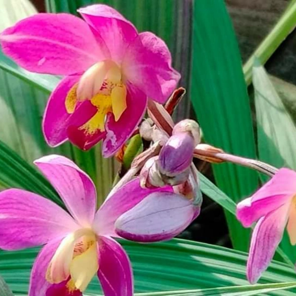 Ground Orchids - assorted, matured plant