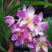 Ground Orchids - assorted, matured plant