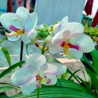 Ground Orchids - assorted, matured plant