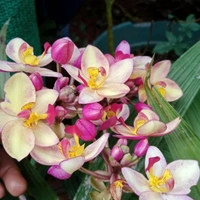 Ground Orchids - assorted, matured plant