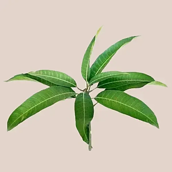 Mango Leaves - Organically Grown, 6 pcs - 6 pc