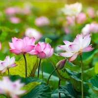 Fortune Cart Lotus Seeds