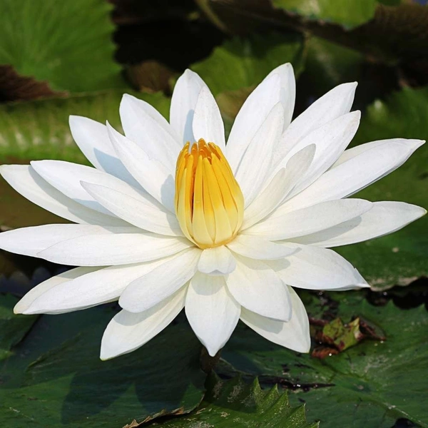 Fortune Cart Lotus Seeds