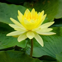 Fortune Cart Lotus Seeds