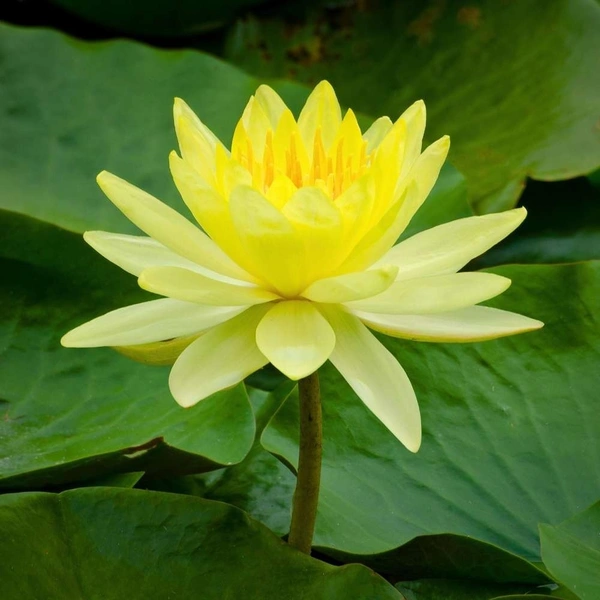 Fortune Cart Lotus Seeds