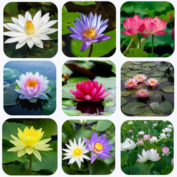 Fortune Cart Lotus Seeds