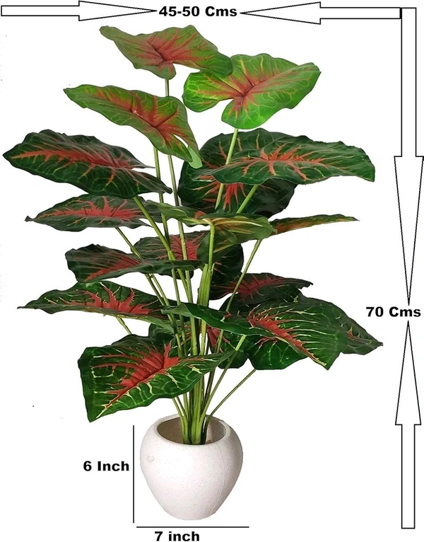 Indian Aesthetica Caladium Bicolor plant, also known as Heart of Jesus or Elephant Ears. 