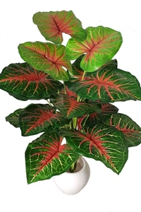 Indian Aesthetica Caladium Bicolor plant, also known as Heart of Jesus or Elephant Ears. 