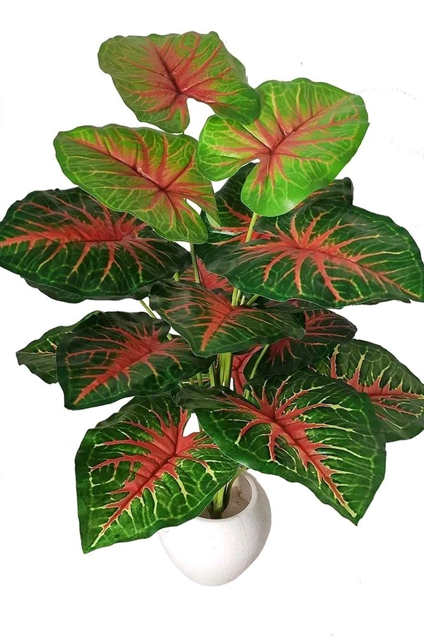 Indian Aesthetica Caladium Bicolor plant, also known as Heart of Jesus or Elephant Ears. 