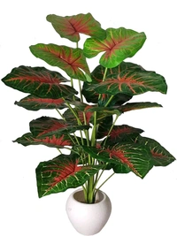 Indian Aesthetica Caladium Bicolor plant, also known as Heart of Jesus or Elephant Ears. 