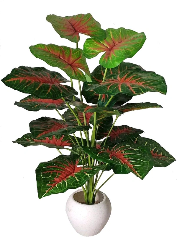 Indian Aesthetica Caladium Bicolor plant, also known as Heart of Jesus or Elephant Ears. 