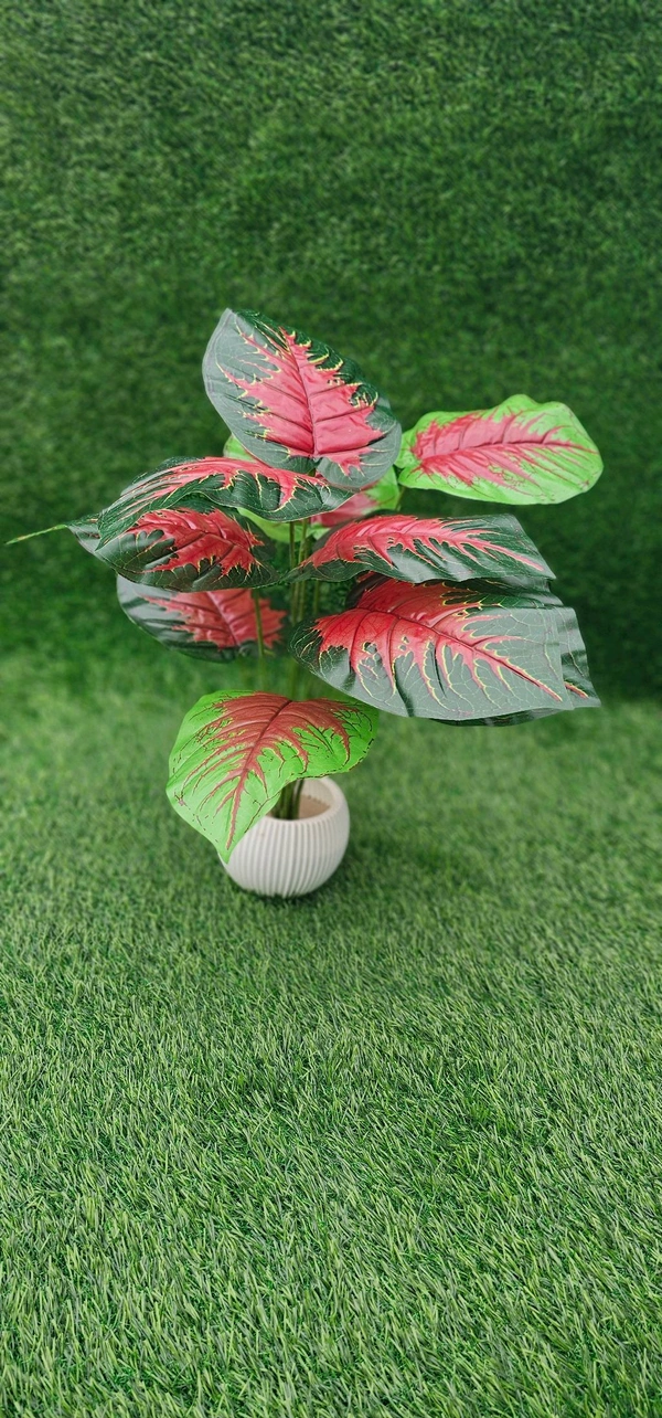 Indian Aesthetica Caladium Bicolor plant, also known as Heart of Jesus or Elephant Ears. 