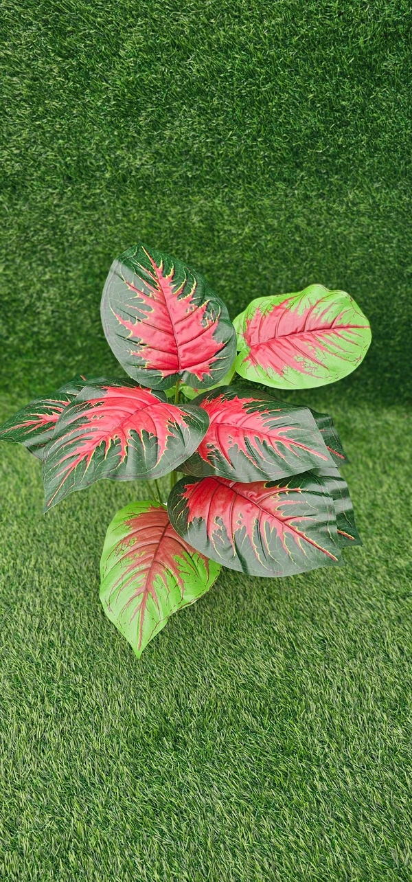 Indian Aesthetica Caladium Bicolor plant, also known as Heart of Jesus or Elephant Ears. 
