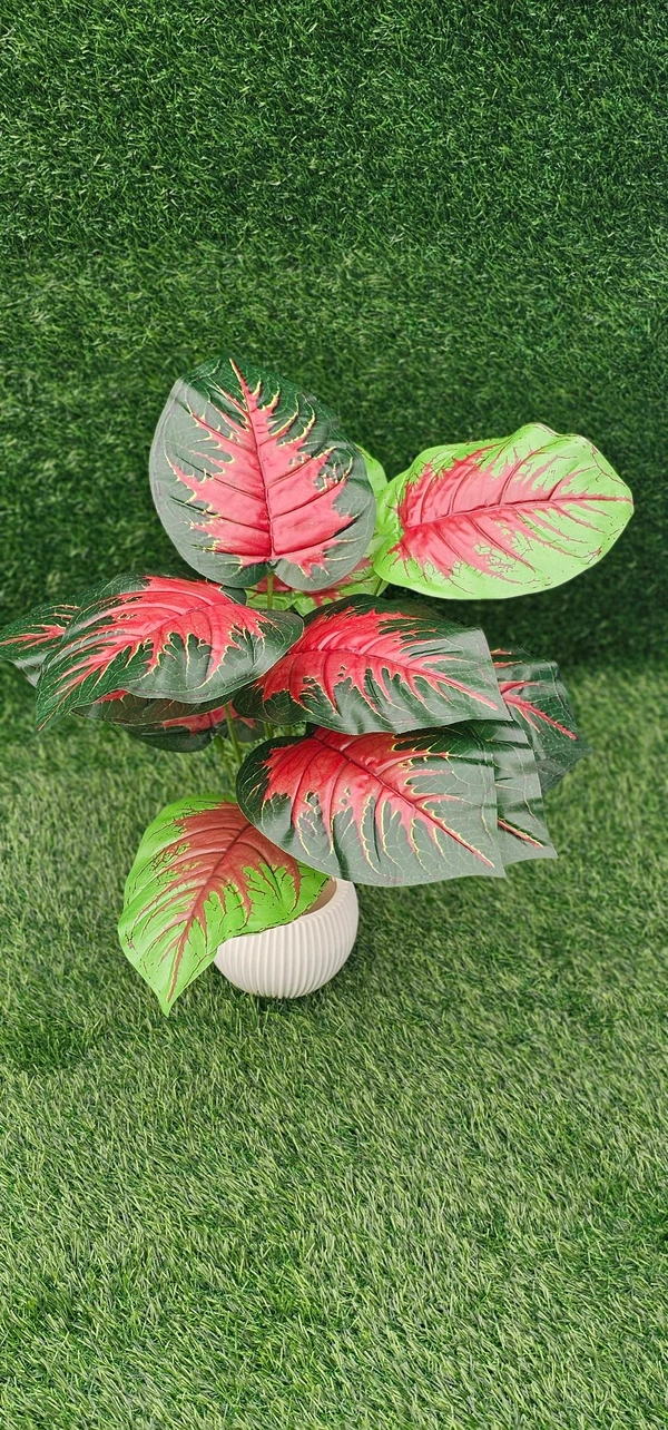 Indian Aesthetica Caladium Bicolor plant, also known as Heart of Jesus or Elephant Ears. 