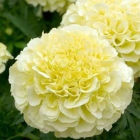 Fortune Cart African Marigold White