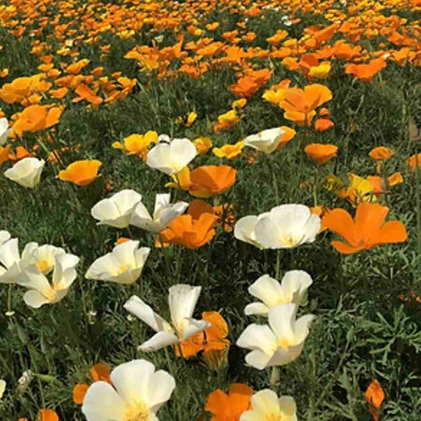 Fortune Cart California Poppy Mix Seeds
