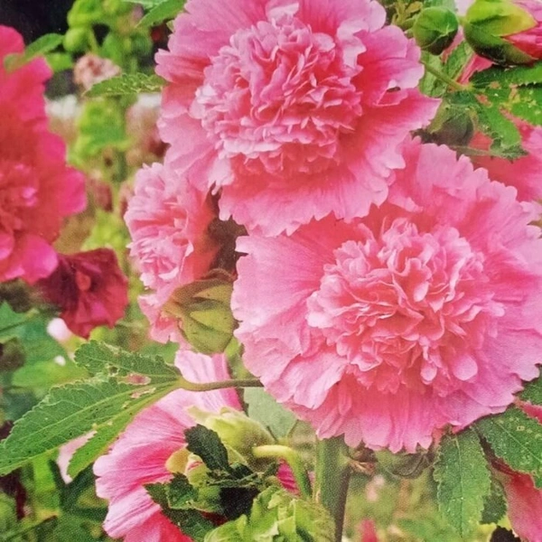 Fortune Cart Hollyhock Seeds Mix Double Dwarf