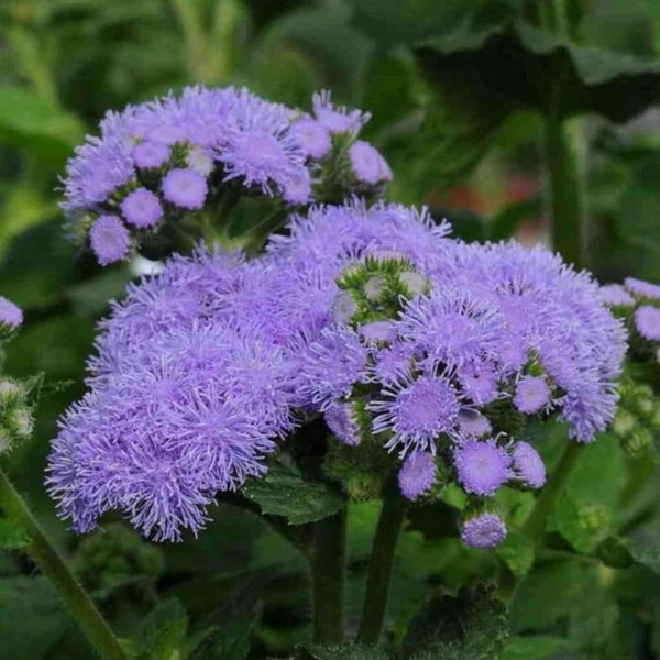 Fortune Cart Ageratum Ball Mix