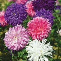 Fortune Cart Aster Flower Duchess Formula Mix
