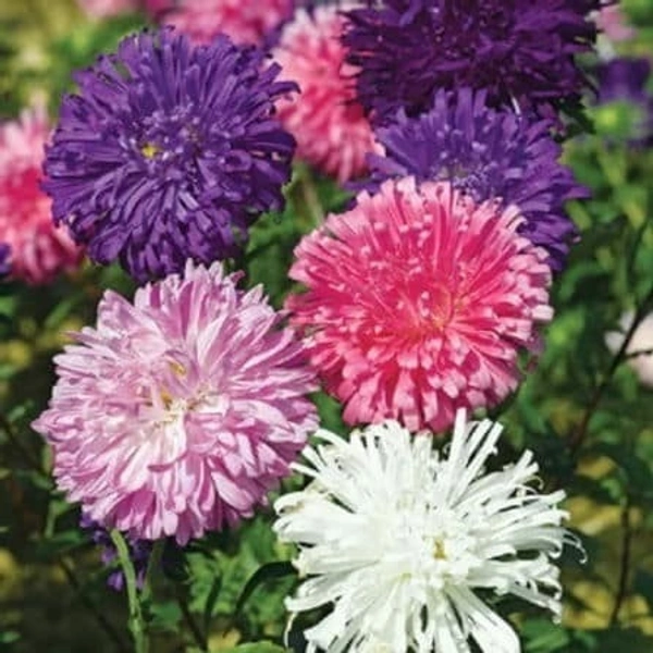 Fortune Cart Aster Flower Duchess Formula Mix