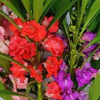 Fortune Cart Balsam Tom Thumb Mix Flower Seeds