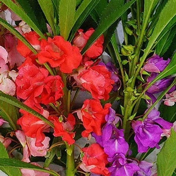 Fortune Cart Balsam Tom Thumb Mix Flower Seeds