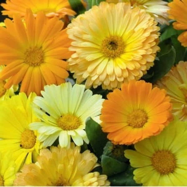Fortune Cart Calendula Double Fiesta Gitana Mix
