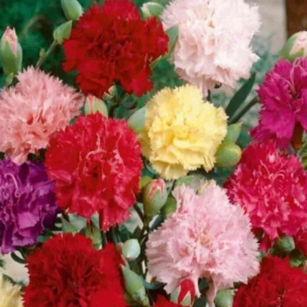 Fortune Cart Carnation Mix Seeds