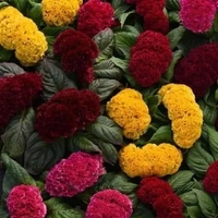 Fortune Cart Celosia Dwarf Cockscomb Mixed