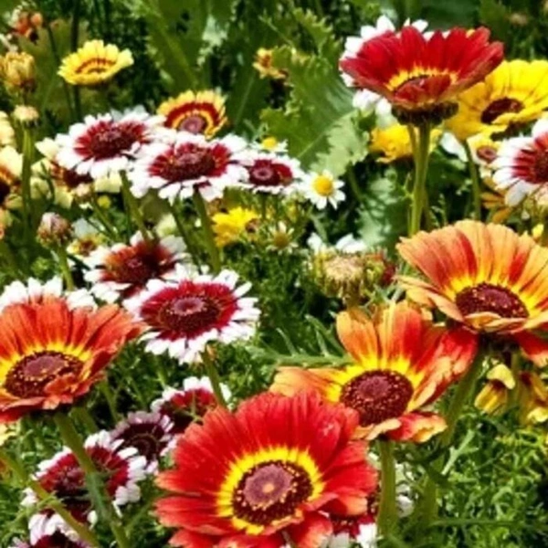 Fortune Cart Chrysanthemum Carinatum Flower Seeds Mix