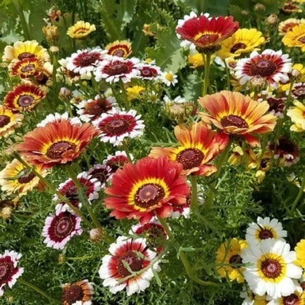 Fortune Cart Flower Seeds Combo Pack of 16