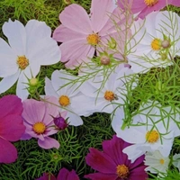 Fortune Cart Cosmos and Sensation Flower Seeds