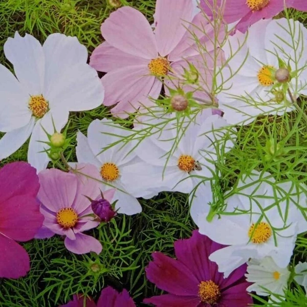 Fortune Cart Cosmos and Sensation Flower Seeds