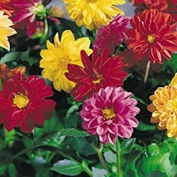 Fortune Cart Dahlia Flower Mixed Seeds